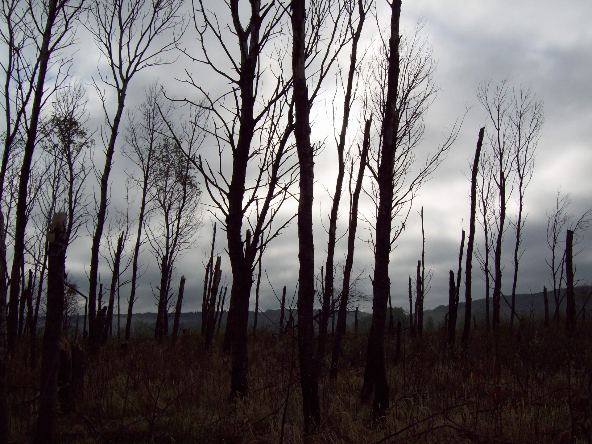 forest trees sky free photo