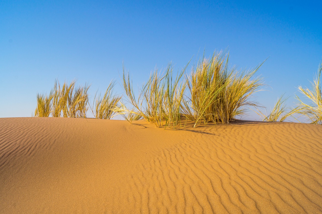 dessert  sand  dune free photo