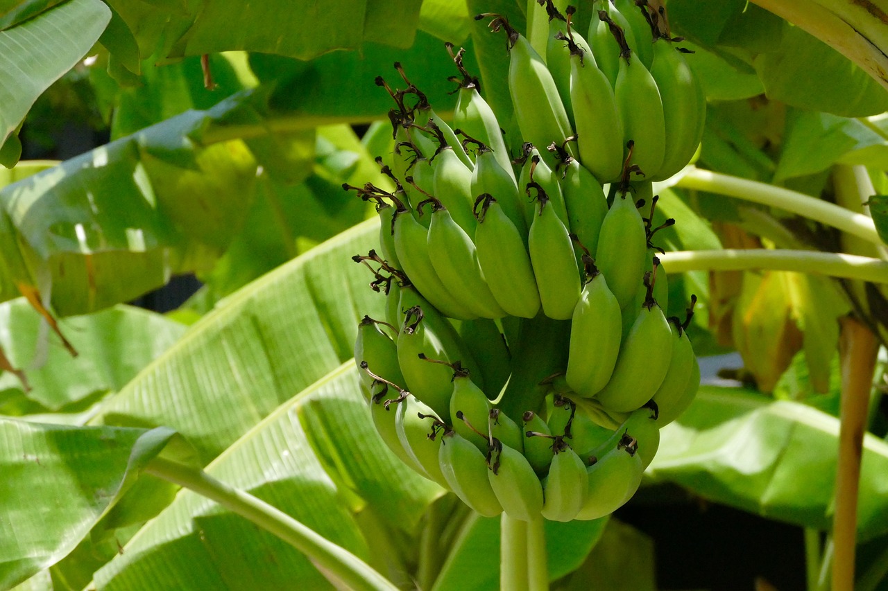 dessert banana  plant  nature free photo