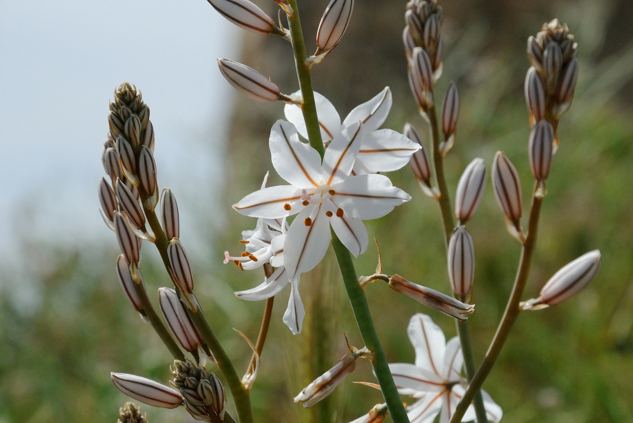 detail flower nature free photo