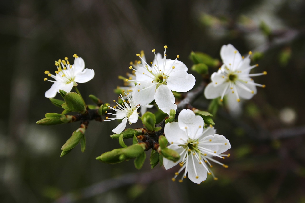 detail white flowers spring free photo