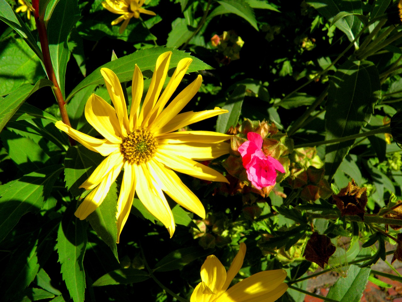 detail flower nature free photo