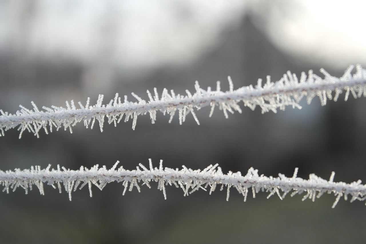 detail frost winter free photo