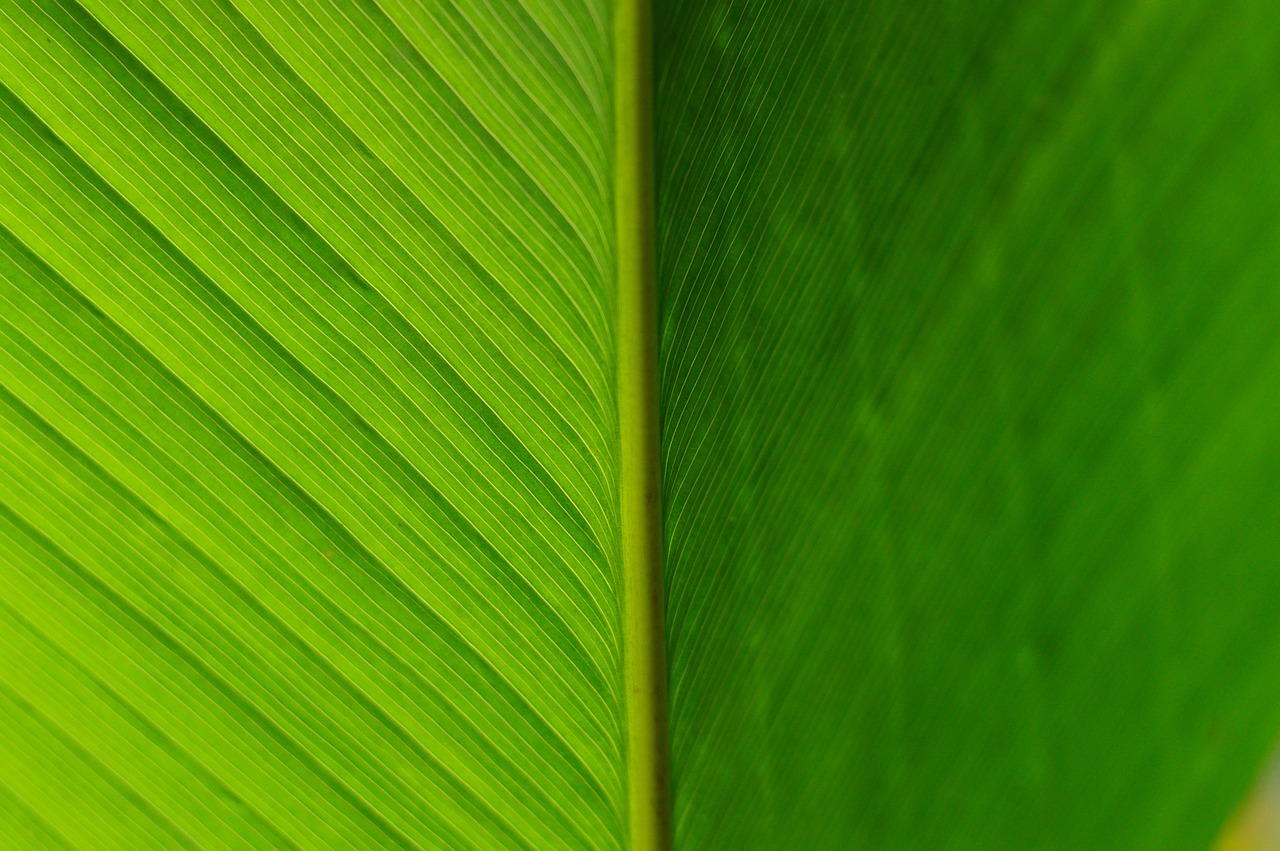 detail approach leaf free photo