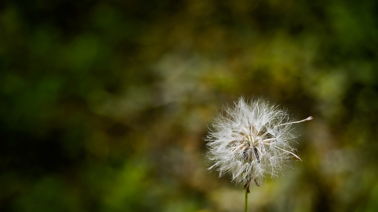 detail dandelion nature free photo