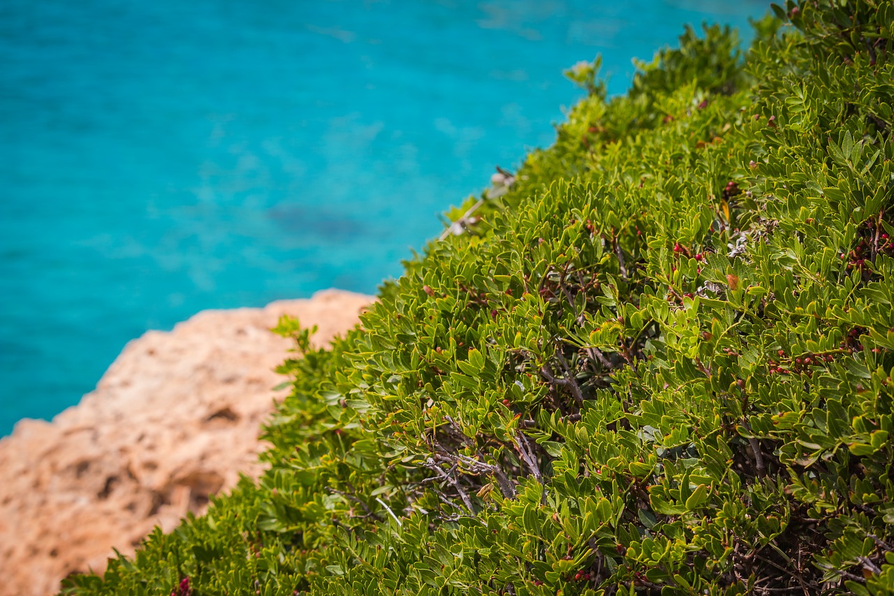 detail plant bush free photo