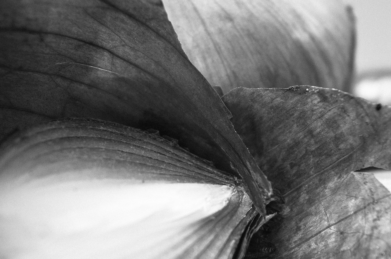 detail onion art free photo