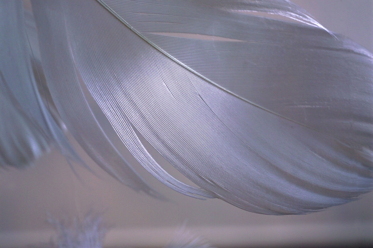 detail feather lightweight free photo