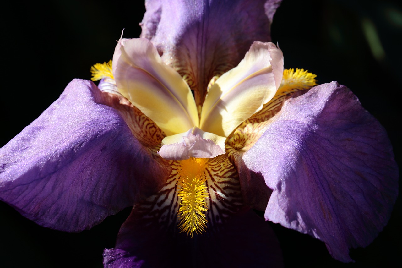 detail iris flower free photo