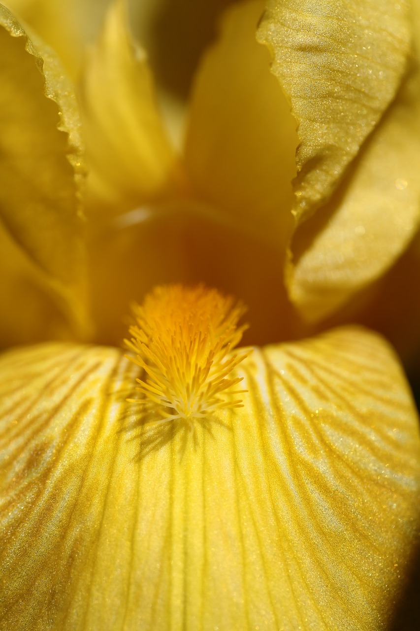 detail flower iris free photo