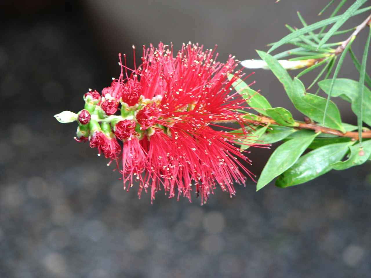 detail flower red free photo