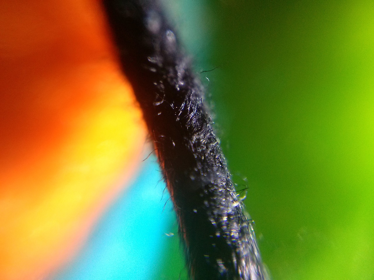 detail colors macro free photo