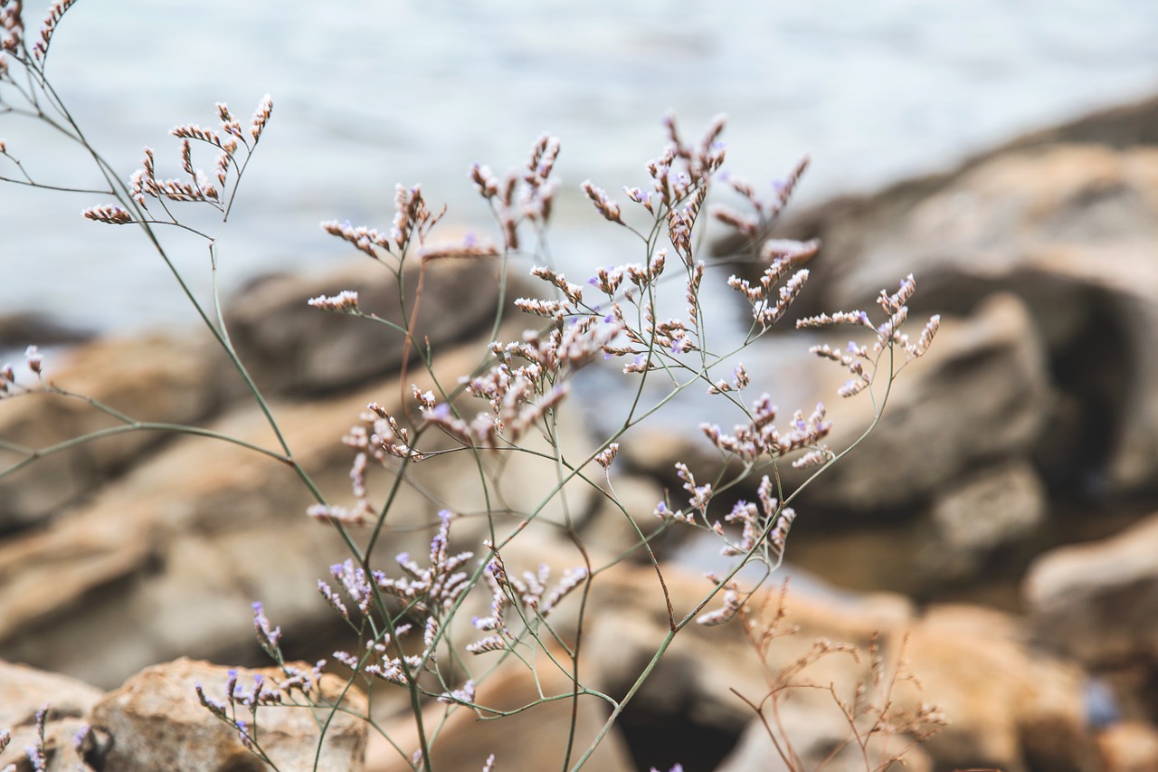 detail plant flower free photo