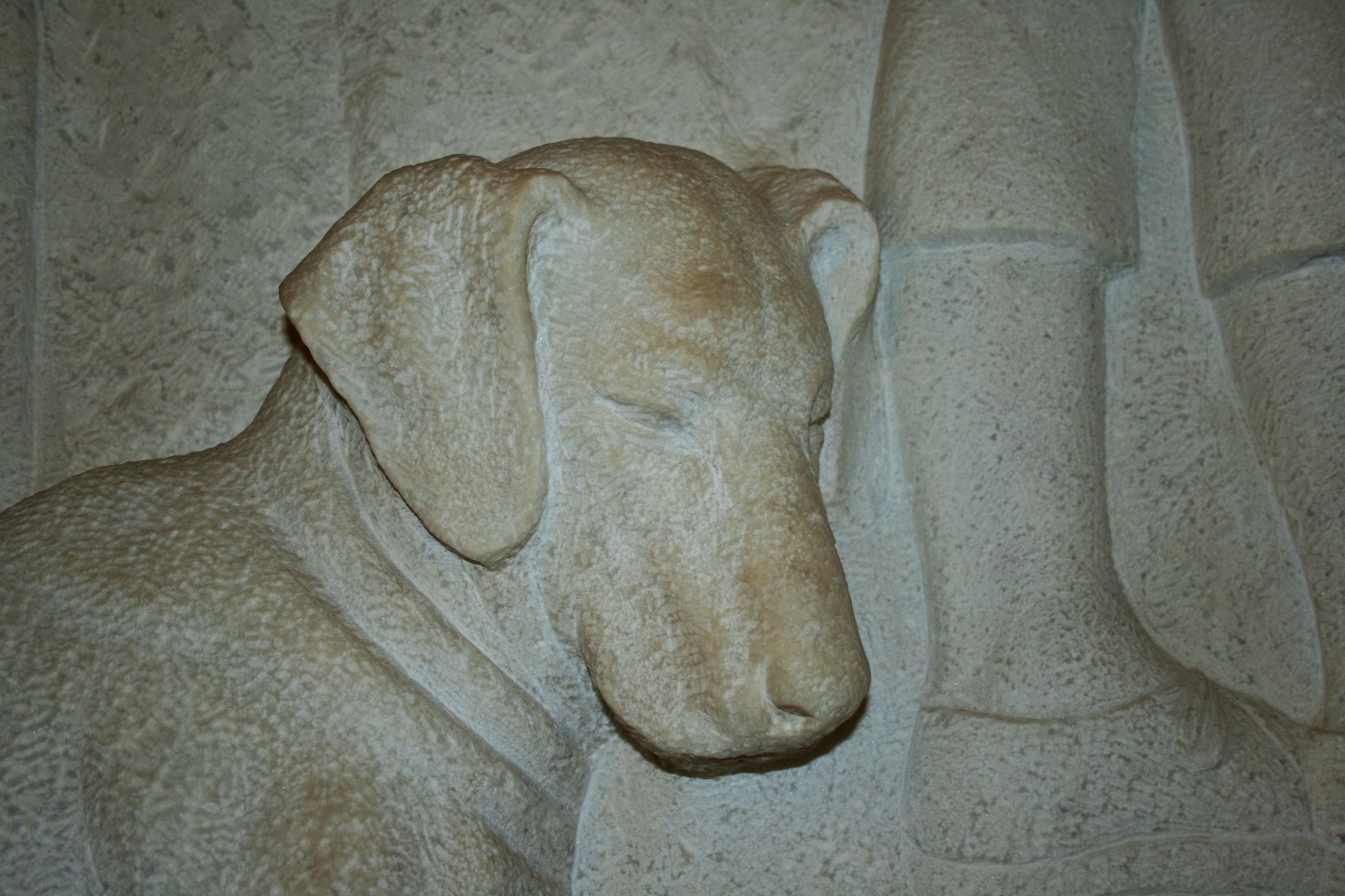 frieze dog face free photo