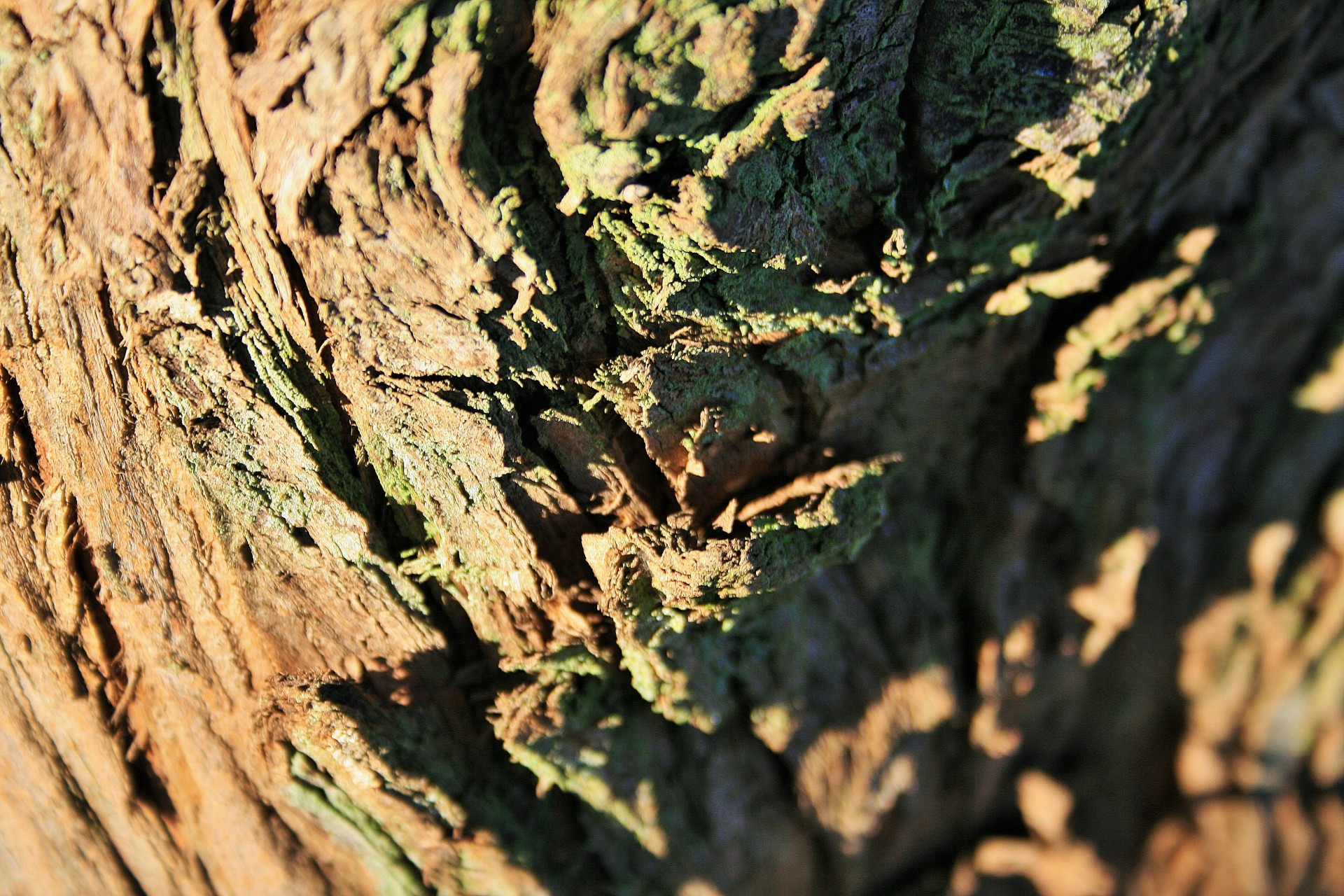 tree bark rough free photo