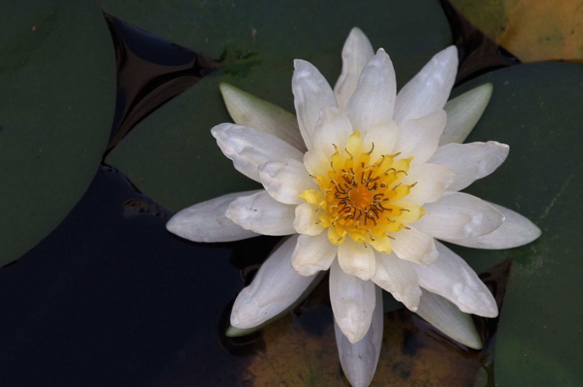 detailed waterlily flower free photo
