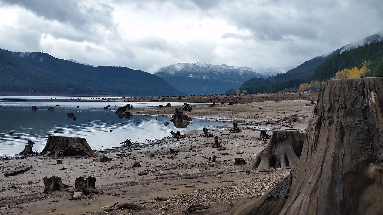 detroit lake  oregon  stump free photo