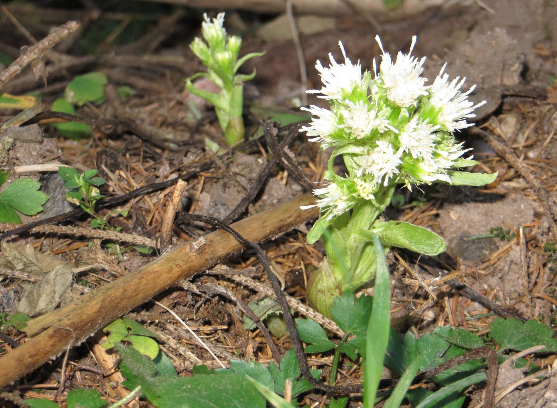 spring flower butterbur free photo