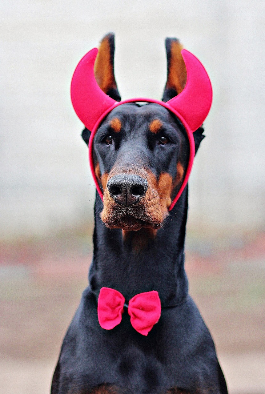 doberman devil dog free photo