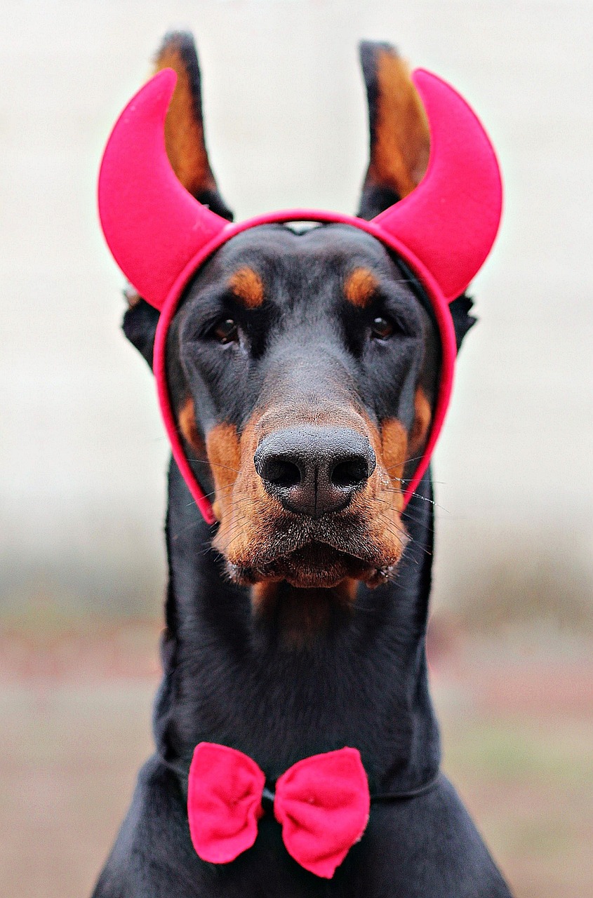 devil doberman dog free photo