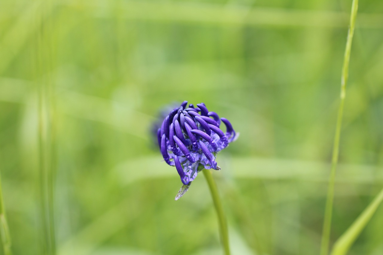 devil's claw blue wild flower free photo