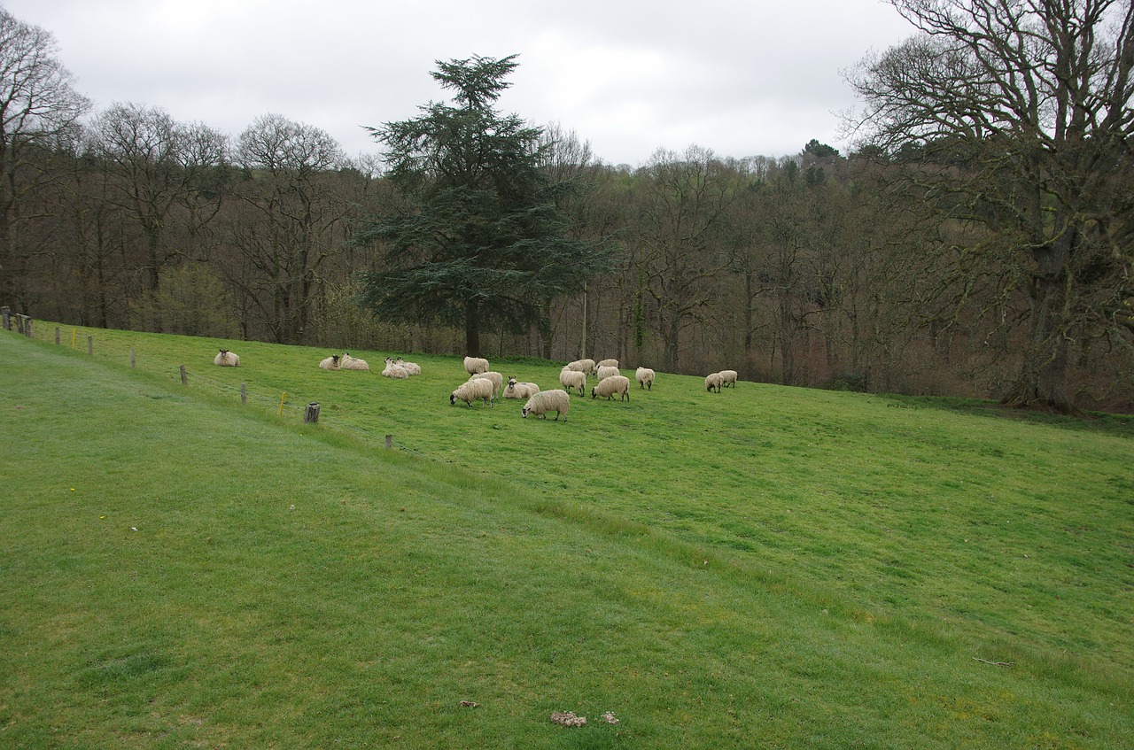 devon  sheep  england free photo