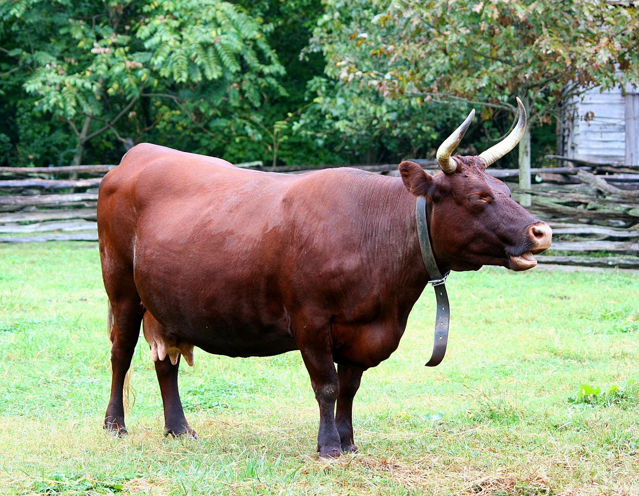 devon cow milk cow rare breed free photo