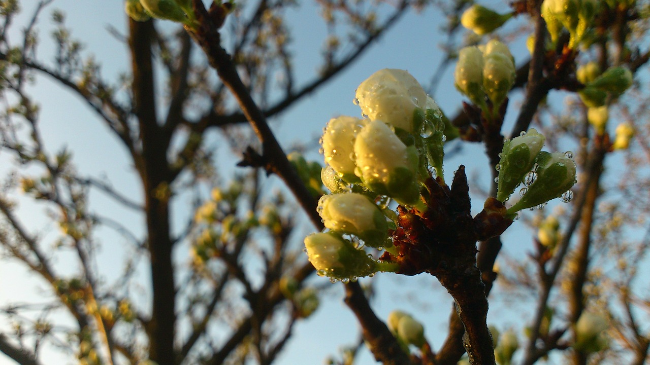 dew flower buds flower free photo