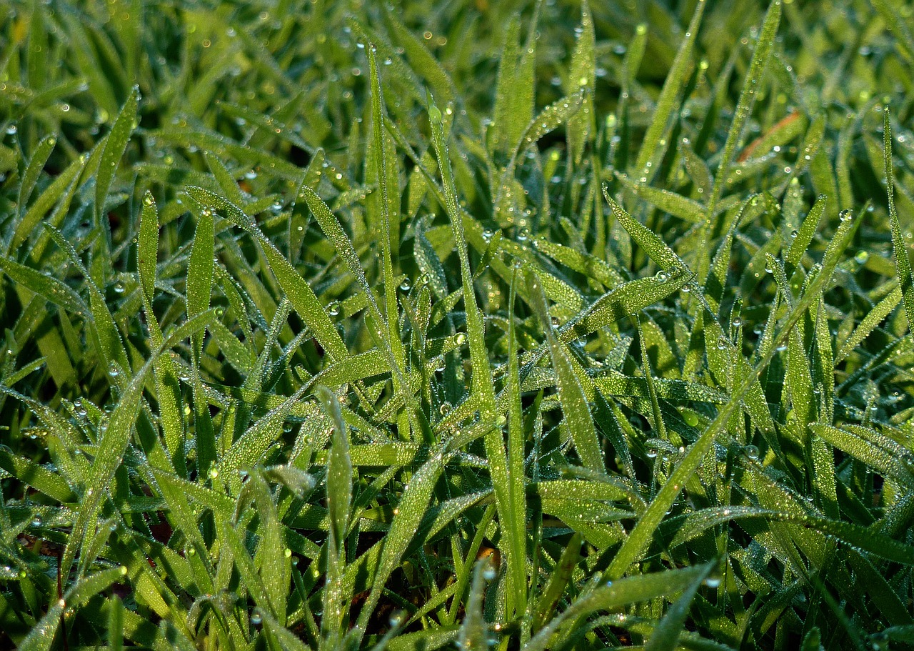 dew morgentau dewdrop free photo