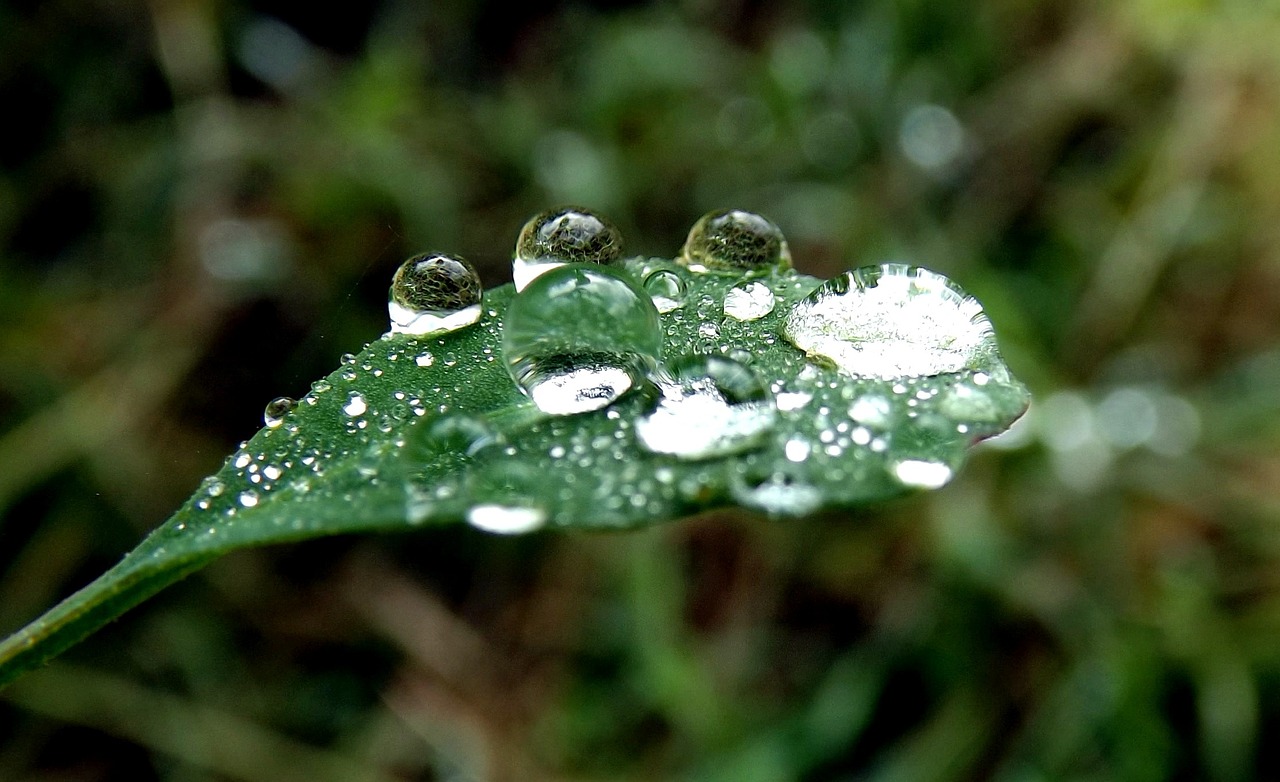 dew leaf rain free photo