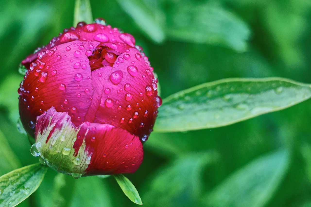 dew peony button free photo