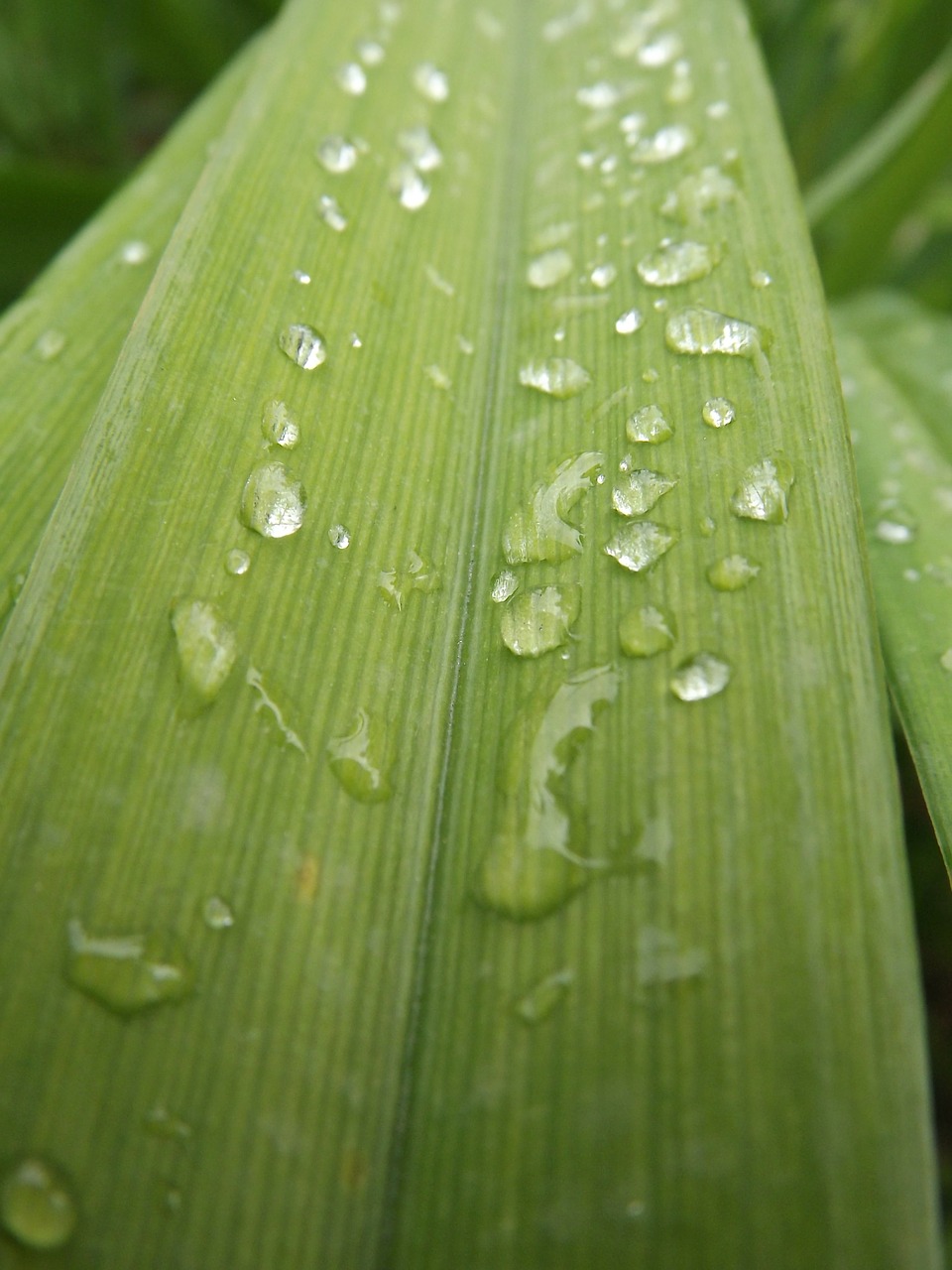 dew foliage nature free photo