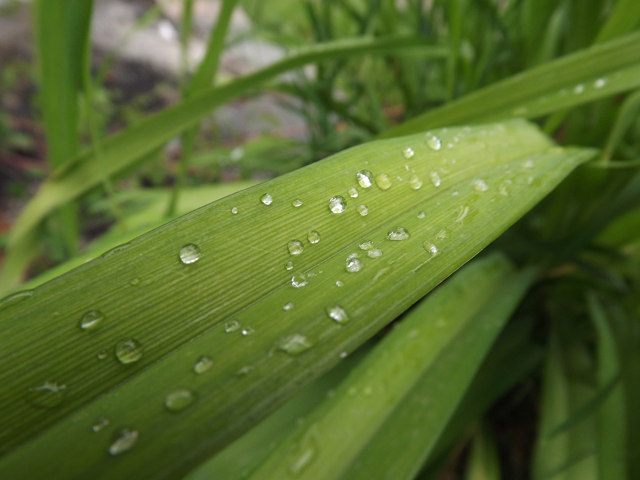 dew flower nature free photo