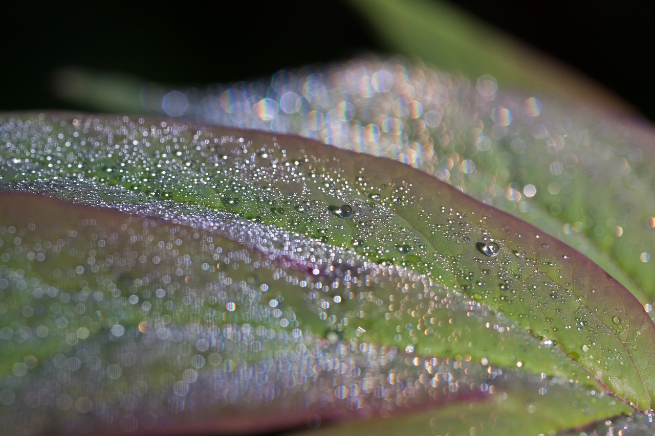 dew dewdrop morgentau free photo