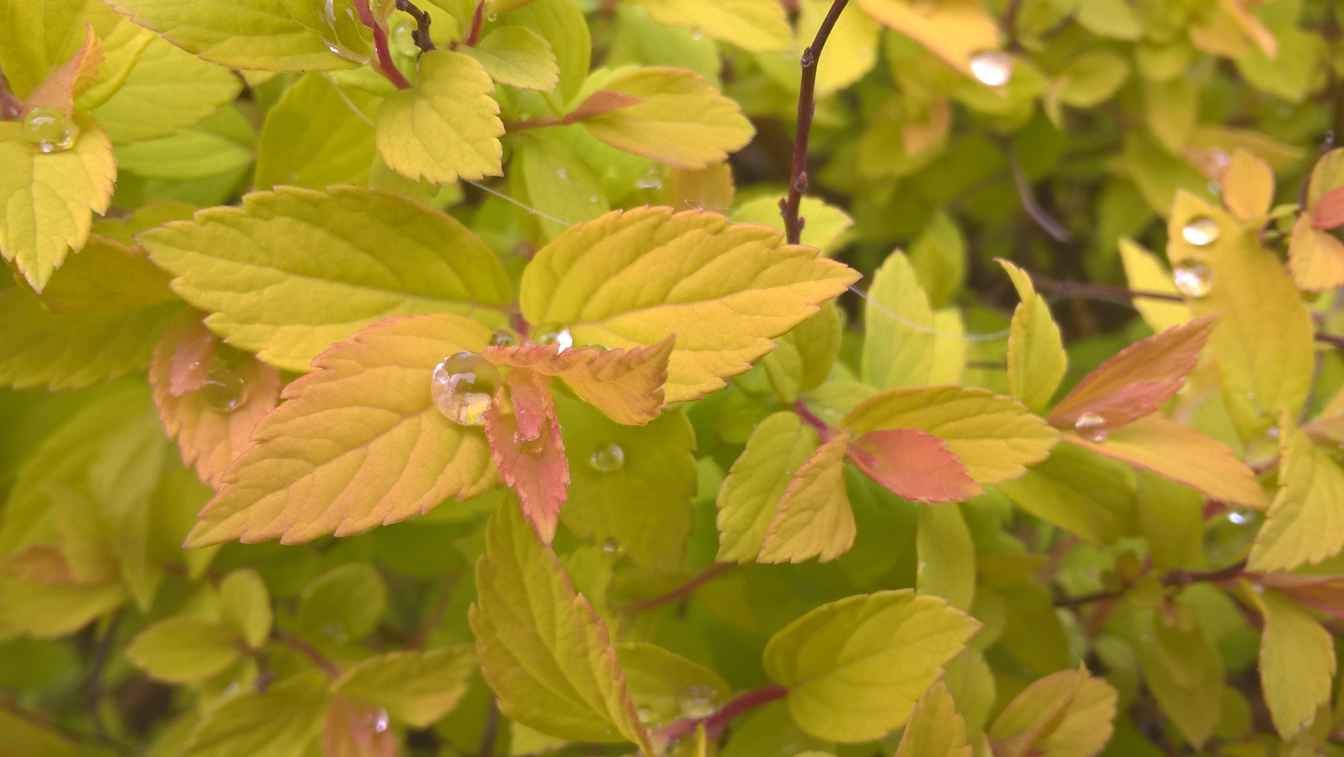 dew water morning free photo