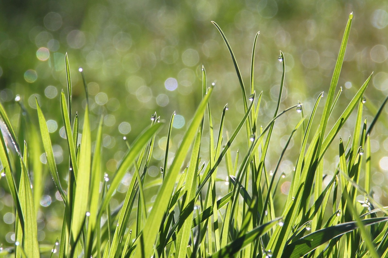 dew morning meadow free photo