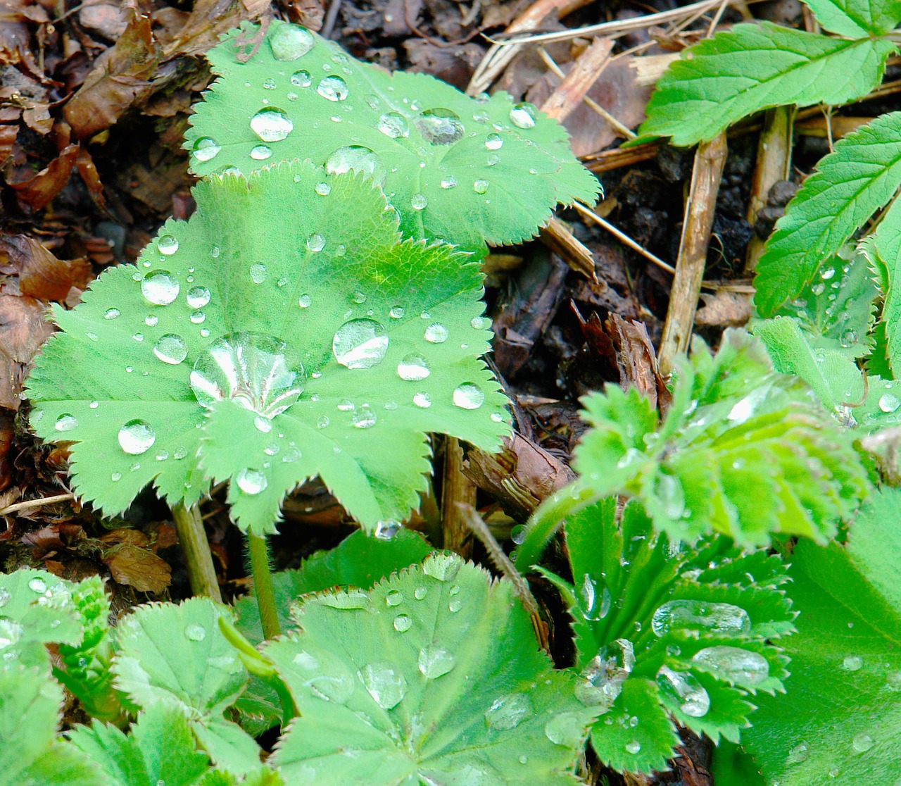 dew perennials leaves free photo