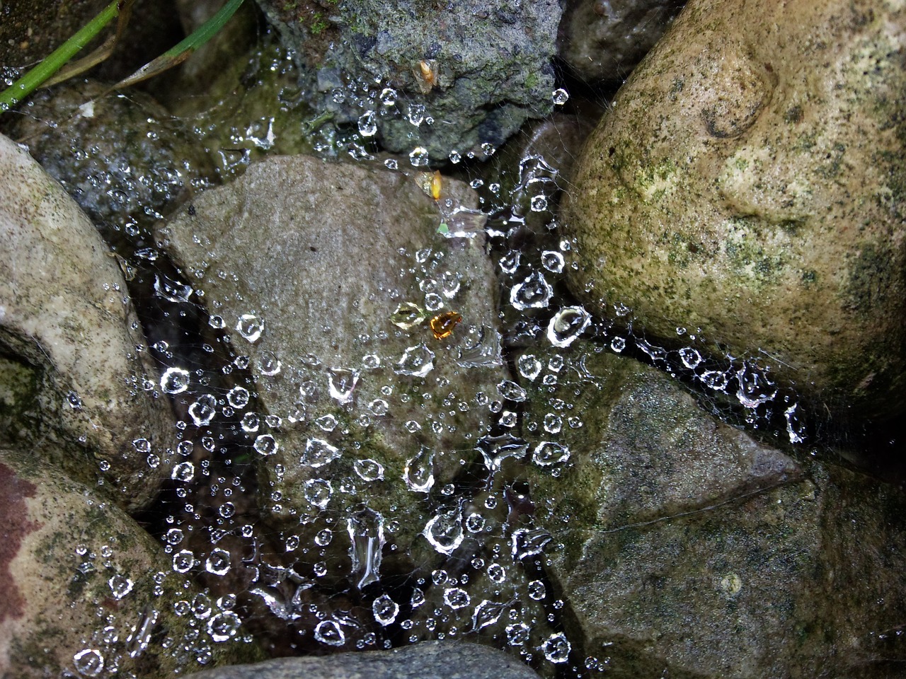 dew stones cobweb free photo