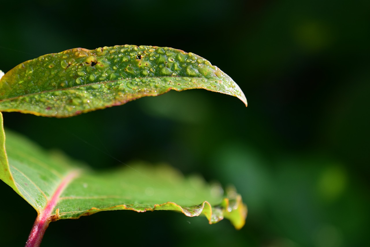 dew morgentau leaf free photo