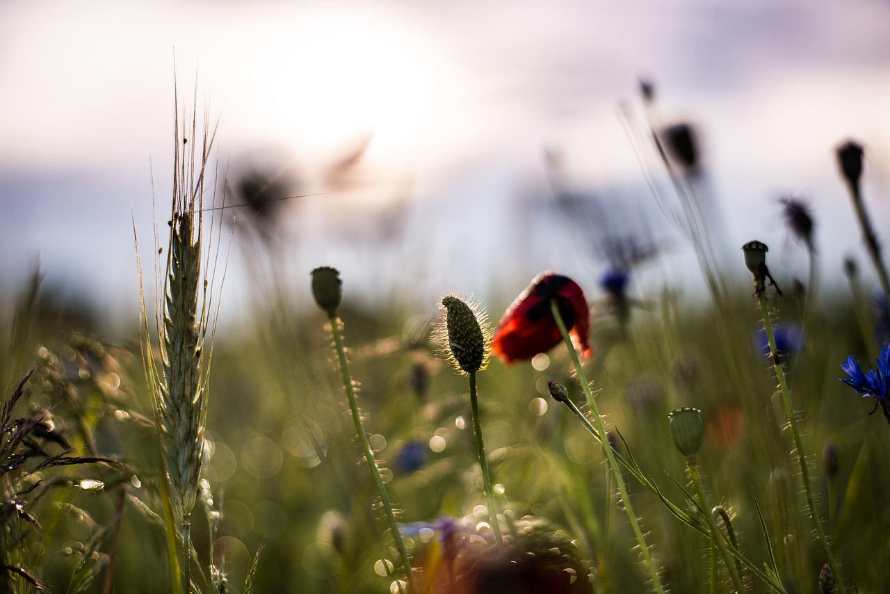 dew poppy spring free photo