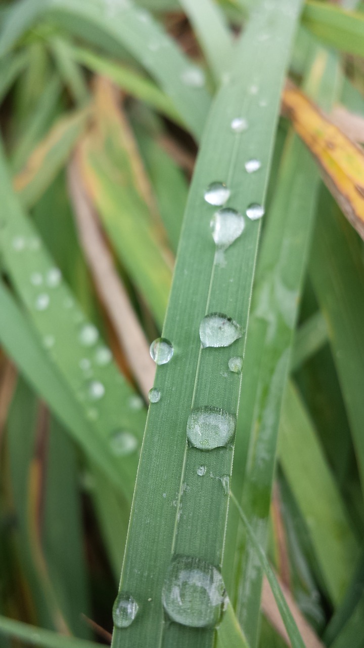 dew frisch green free photo