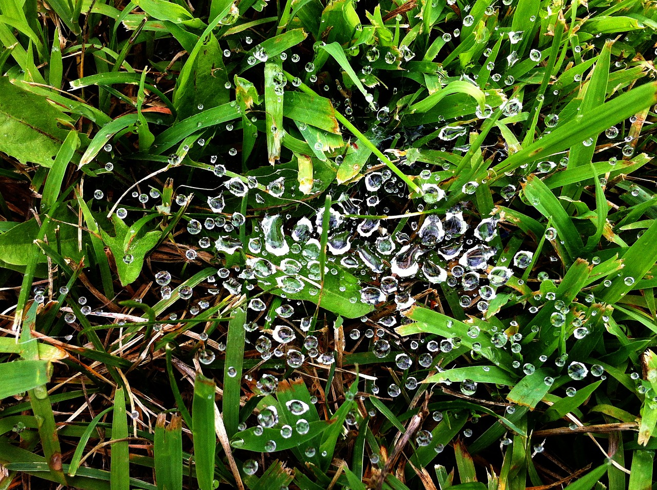 dew morning grass free photo