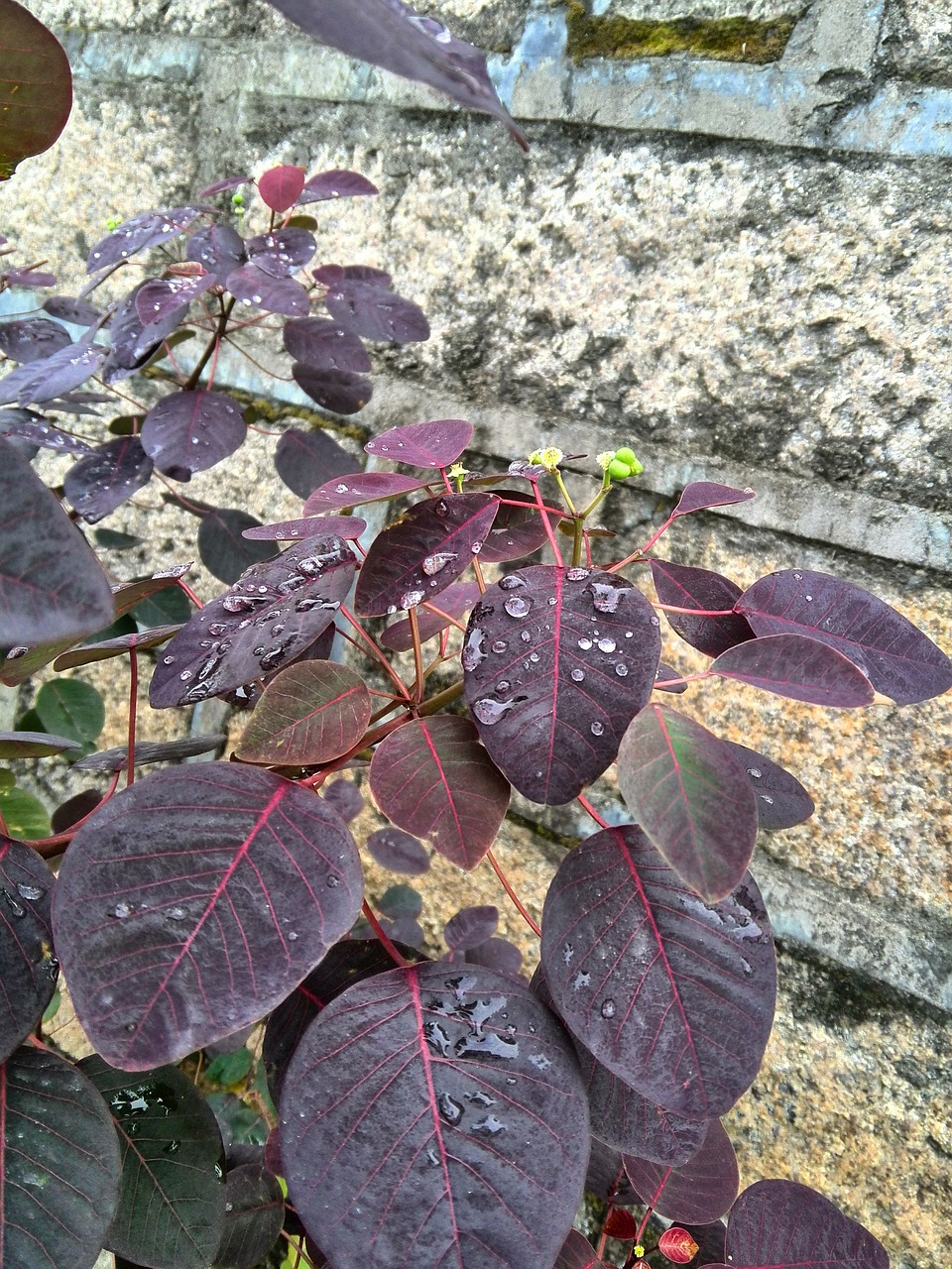 dew red leaf flowers and plants free photo