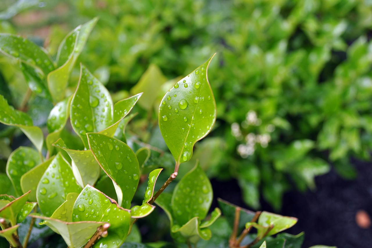 dew leaves nature free photo