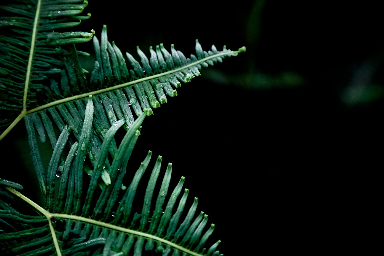 dew fern green free photo