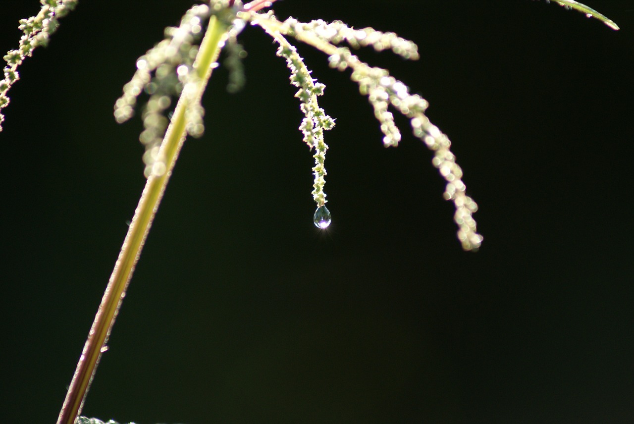 dew dewdrop containing free photo