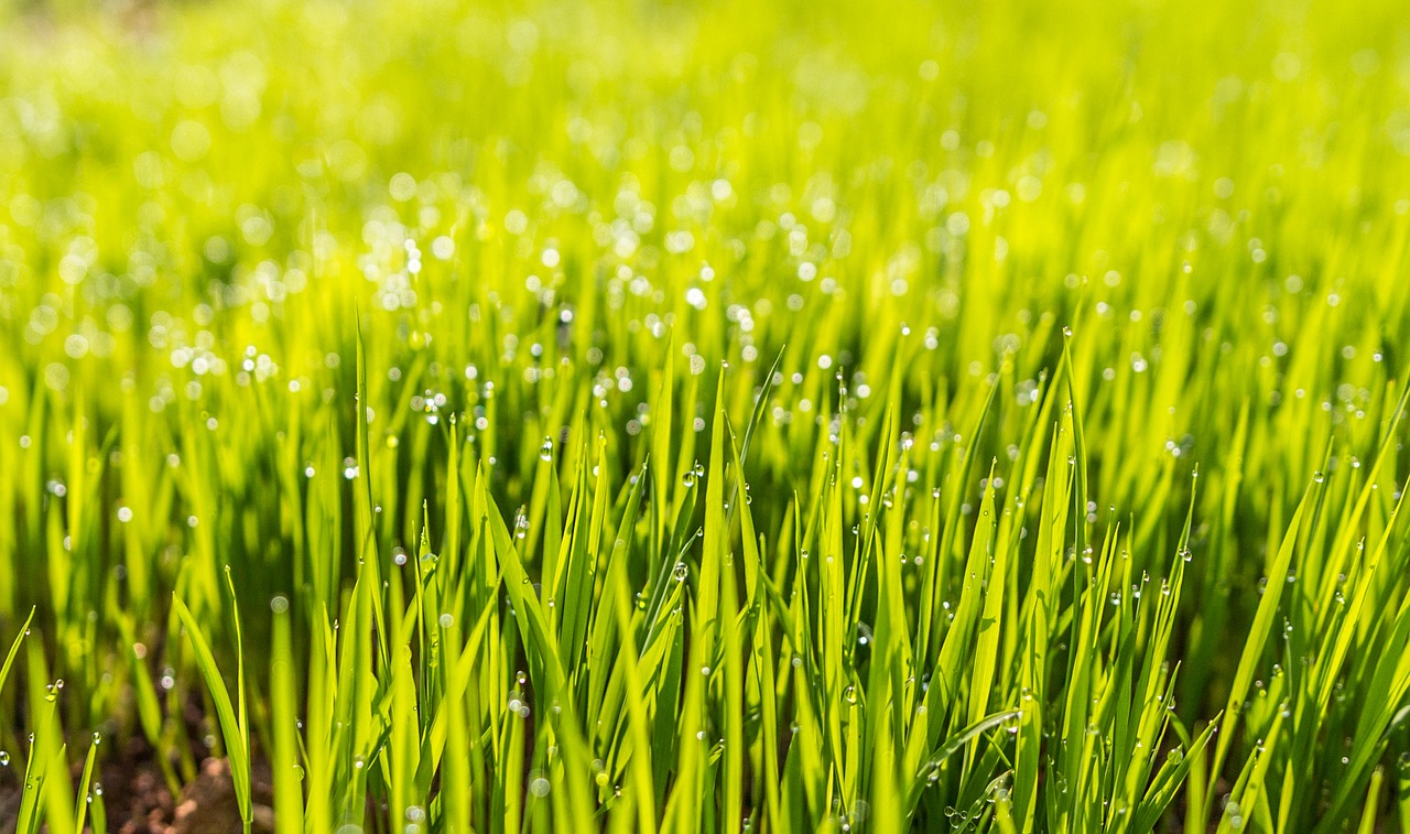 dew field grass free photo