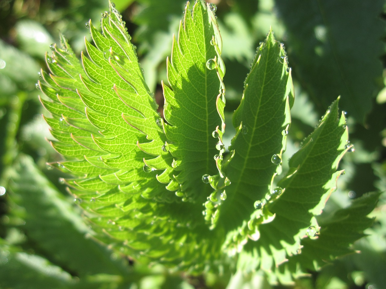 dew garden plants free photo