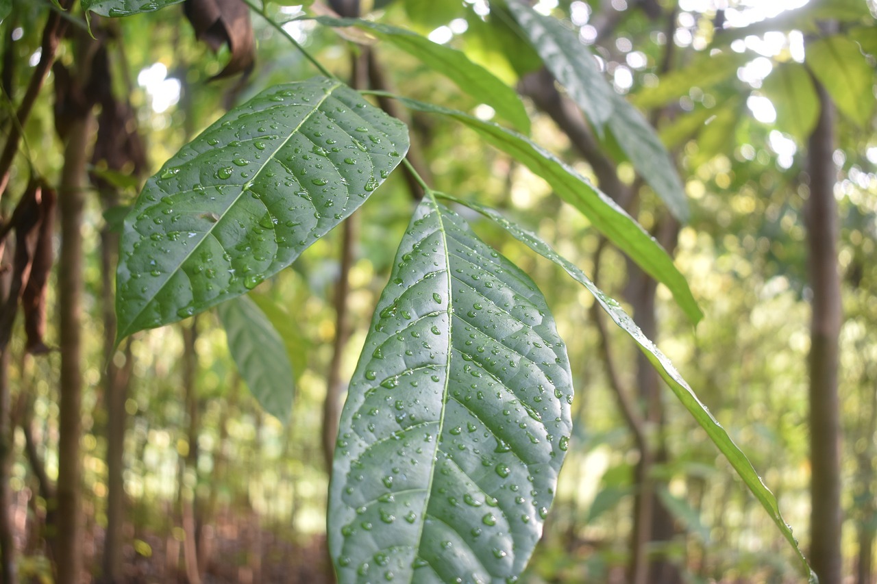 dew leaf fresh free photo