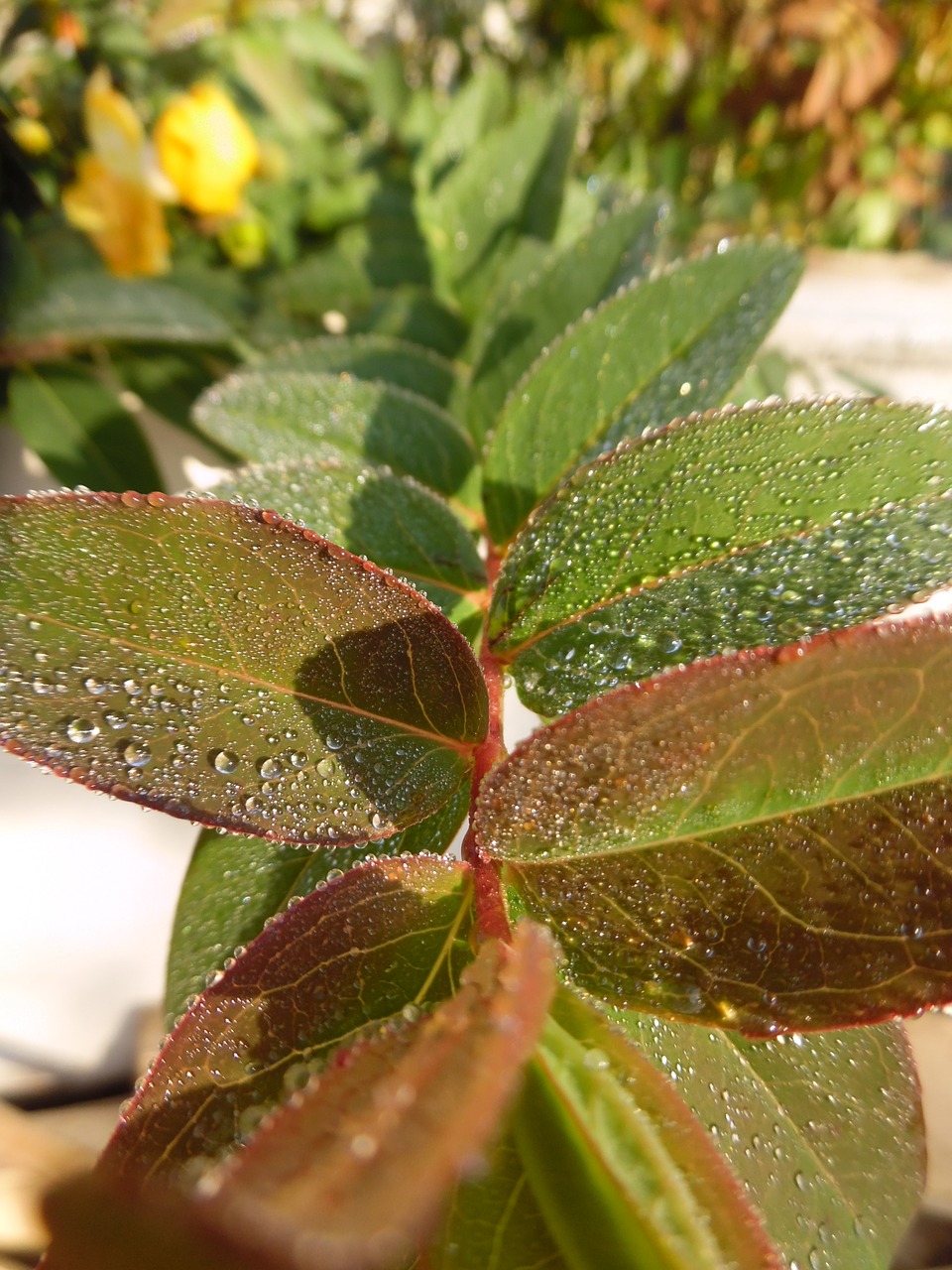 dew flower morning free photo